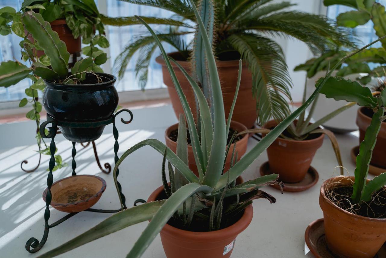 Eva Recommends Alameda Appartement